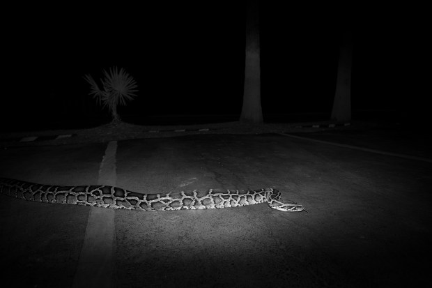 Burmese_Python,_Parking_Lot,_Everglades